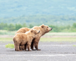 Wall Mural - alaska coastal brown bear (ursus arctos gyas), sow with cub, katmai national park, usa, north americ