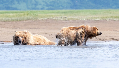 Wall Mural - alaska coastal brown bear (ursus arctos gyas) spow with cub, katmai national park, usa, north americ