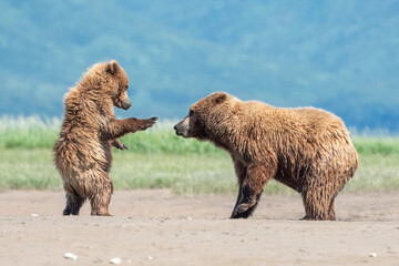 Wall Mural - alaska coastal brown bear (ursus arctos gyas), sow and cub play fighting, katmai national park, usa,