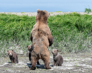 Wall Mural - alaska coastal brown bear (ursus arctos gyas), sow with three spring cubs, mcneil preserve, alaska
