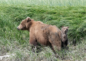 Wall Mural - alaska coastal brown bear (ursus arctos gyas), sow with spring cub, mcneil persere, alaska, north am