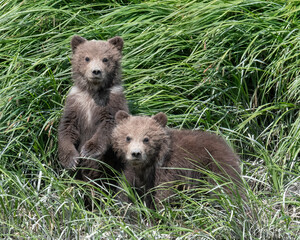 Wall Mural - alaska coastal brown bear (ursus arctos gyas) spring cubs, mcneil preserve