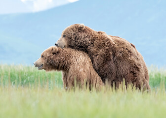 Wall Mural - alaska coastal brown bear (ursus arctos gyas), mating kaitmai national park