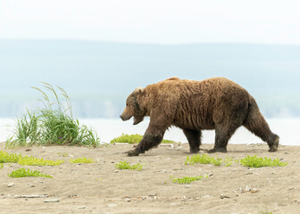 Wall Mural - alaska coastal brown bear (ursus arctos gyas), mcneil perserve