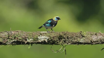 Wall Mural - a slow motion shot of a golden-hooded tanager perched on a branch at boca tapada in costa rica