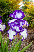 White And Lavender Blooming Bearded Iris