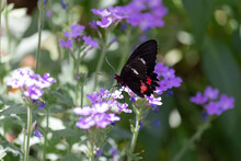 Papilio Anchisiades Ruby Spotted Swallowtail Rests Its Red Speckled Black Wings Among A Cascade Of Blooming Purple Flowers In The Desert Butterfly Garden