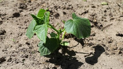 Poster - Cucumber plant grows in the field