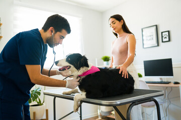 Wall Mural - Veterinarian hearing the breathing of a dog with a stethoscope