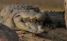 Crocodile With Its Mouth Open Basking In The Sun; Crocodiles Resting; Mugger Crocodile From Sri Lanka	