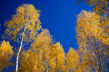 Wall Mural - Yellow autumn trees against the backdrop of a blue forest.