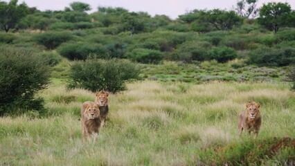 Wall Mural - Herd Of Lions On Grassy Savannah In Central Kalahari Game Reserve, Botswana, South Africa. Wide Shot
