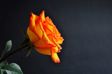 Orange Rose On A Black Background.