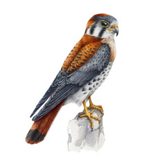 kestrel bird, small falcon watercolor illustration. falco sparverius north america native avian. rea