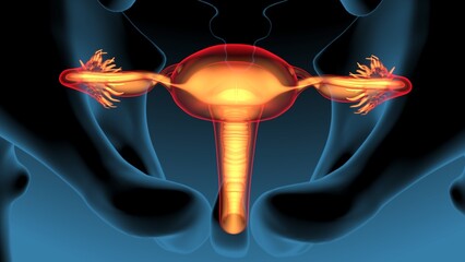 3d illustration of human female reproductive system anatomy.