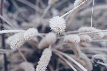 Poster - Beautiful frozen wild grass  of a wild greater. Nature background pattern texture for design.