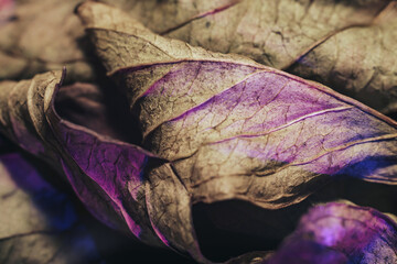 Aufkleber - Close up Beautiful abstract leaf in neon light. Minimalism modern style concept. Background pattern for design. Macro photography view.