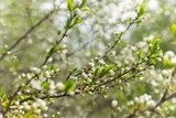Fototapeta Na sufit - Green branches of trees with unblown flowers and leaves, spring buds of trees