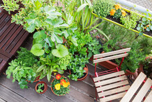 Vegetable And Flower Plants On Balcony