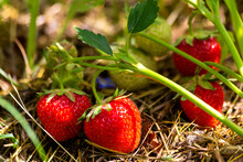Organic Strawberry In Garden On Sunny Day