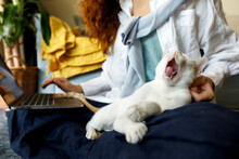 Cat Yawning On Businesswoman's Lap At Home Office