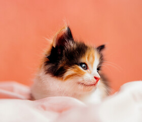 Wall Mural - A spotted cat is playing on a pink background. A curious little kitten sitting on a pink blanket and looking at the camera.A pet.