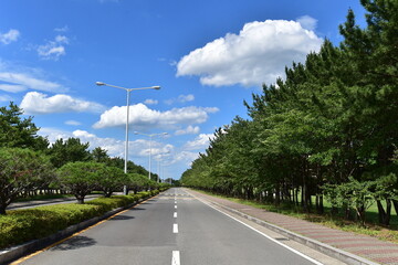 Blue sky and green street trees and empty motorcar road.