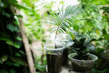 Plant growth up on used plastic cup.Reuse or zero waste concept.Selective focus.