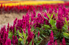 Photo Of  Colorful Cockscomb Flower Field