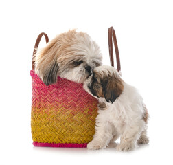 Sticker - puppy and adult Shih Tzu in studio