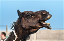 Camel In Bedouin Village, UAE