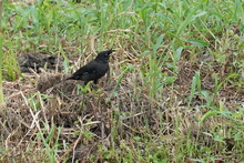 Crested Myna In A Park