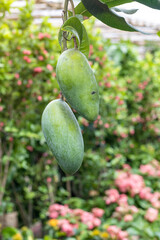 Wall Mural - Two raw mangoes hanging in the garden close up