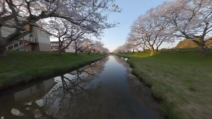 Wall Mural - Japan cherry blossom by FPV drone