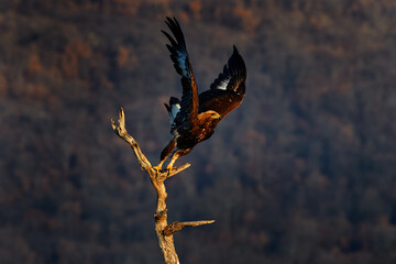 Eastern Rhodopes rock with eagle on tree trunk.   Big bird of prey golden eagle with large wingspan, photo with snowflakes during winter, stone mountain, Rhodope Mountains, Bulgaria wildlife.