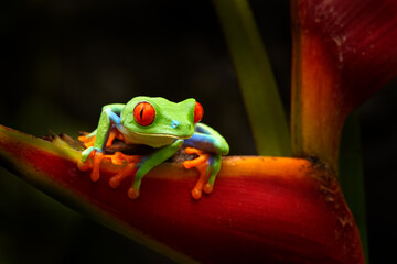 beautiful amphibian in the night forest. detail close-up of frog red eye, hidden in green vegetation
