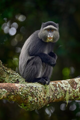 Wall Mural - Blue diademed monkey, Cercopithecus mitis, sitting on tree in the nature forest habitat, Bwindi Impenetrable National Park, Uganda in Africa. Cute monkey with long tail on big tree branch, wildlife.