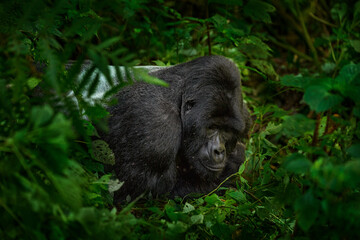 mountain gorilla, mgahinga national park in uganda. close-up photo of wild big black silverback monk