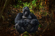 Congo mountain gorilla. Gorilla - wildlife forest portrait . Detail head primate portrait with beautiful eyes. Wildlife scene from nature. Africa. Mountain gorilla monkey ape, Virunga NP.