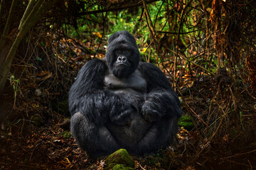 congo mountain gorilla. gorilla - wildlife forest portrait . detail head primate portrait with beaut