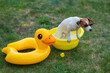 Jack russell terrier dog in sunglasses washes in a yellow basin outdoors. 