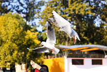 Pair Seagulls In Flight