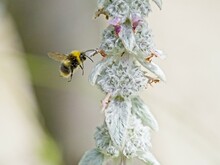 A White Tailed Bumblebee (Bombus Lucorum) Landing On A Lambs Ear Plant