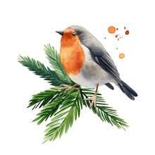 Bird Robin On A Branch Watercolor On A White Isolated Background. Winter Holiday Card