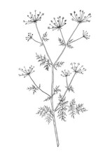 Hand-drawn Cow Parsley Flower Illustration. Botanical Illustration Of Summer Wildflower. Elegant Floral Drawing For Wedding, Card, Cover Or Brand Design
