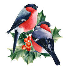 Birds Bullfinches On A Branch Watercolor On A White Isolated Background, Winter Holiday Card