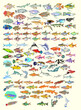 Vector Illustration of different kinds of fish