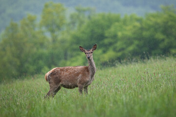 Wall Mural - red deer, cervus elaphus, looking to the camera on field during raining. hind standing on grassland 