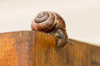 A snail descending a tree.