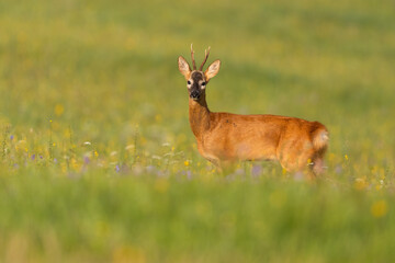 Wall Mural - roe deer, capreolus capreolus, standing on wildflowers in summertime nature. antelred mammal looking